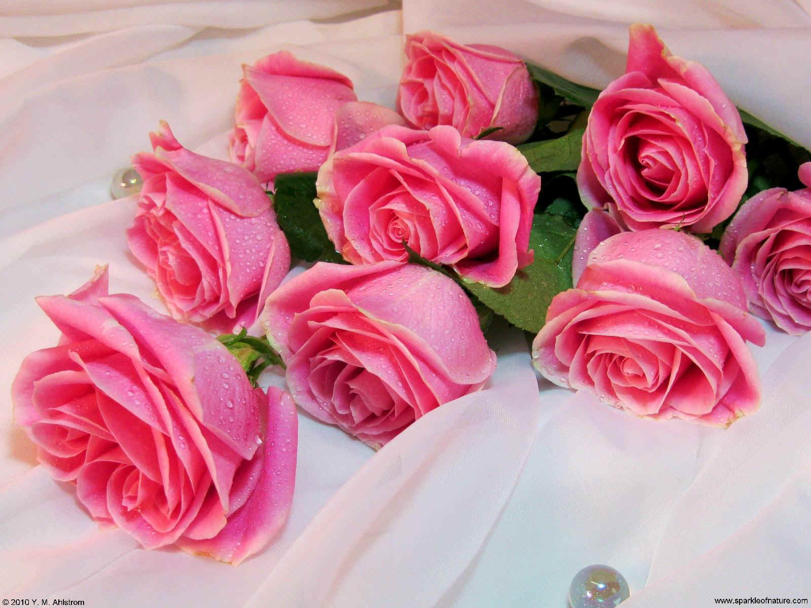 17420_pink_roses_1600x1200.jpg