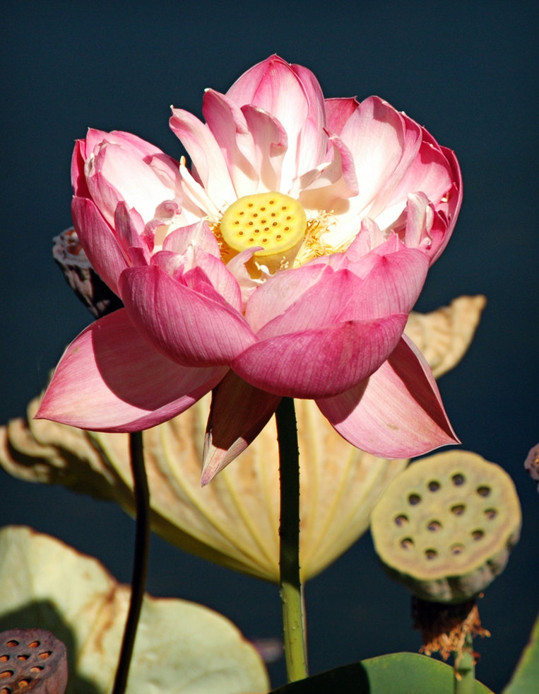 LotusFlower1.jpg