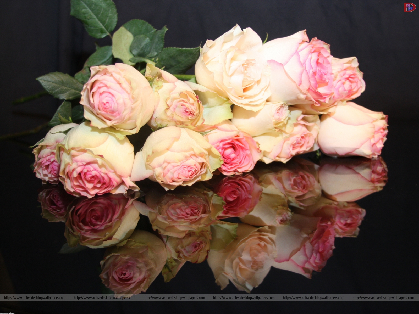 Pink-Roses-1600X1200-3342.jpg