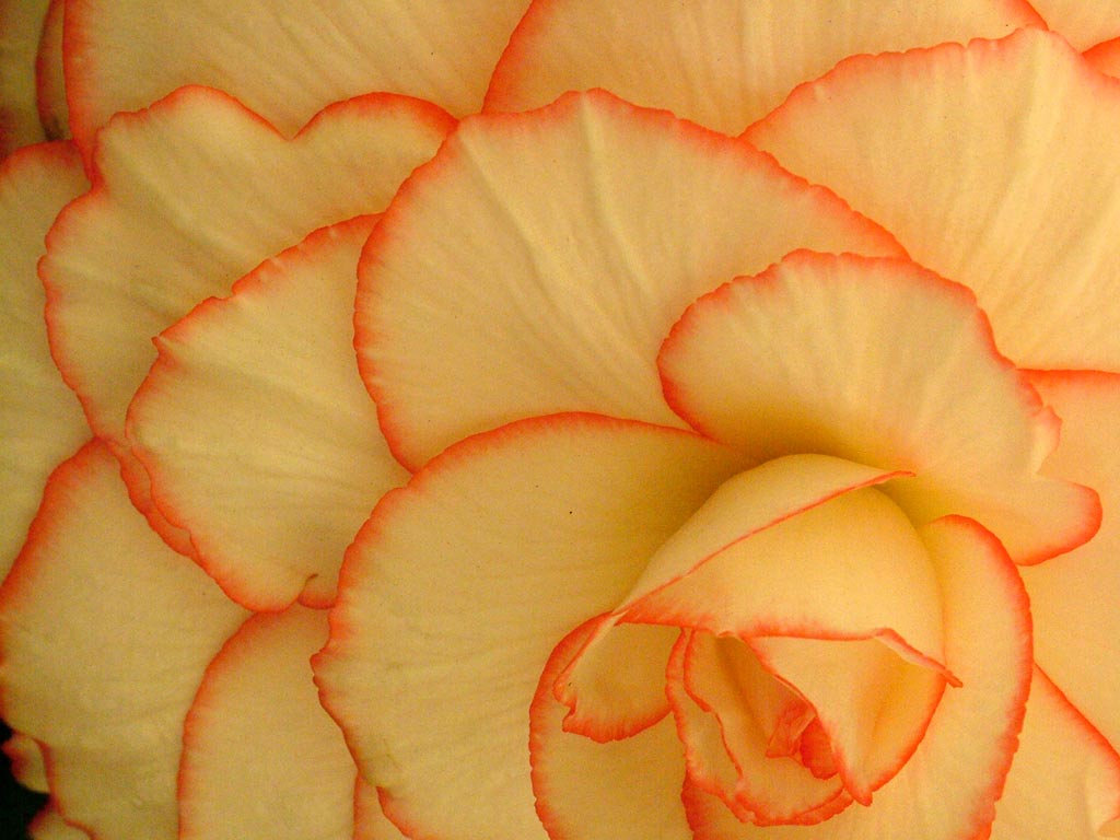 begonia-mardi-gras-petals.jpg