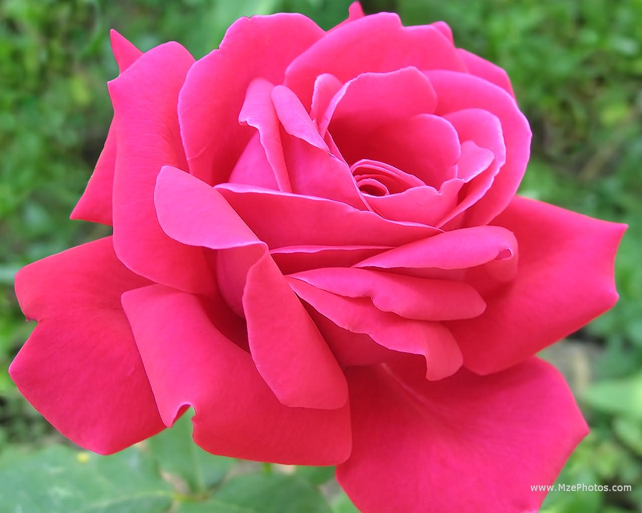 deep-pink-rose-1280x1024.jpg
