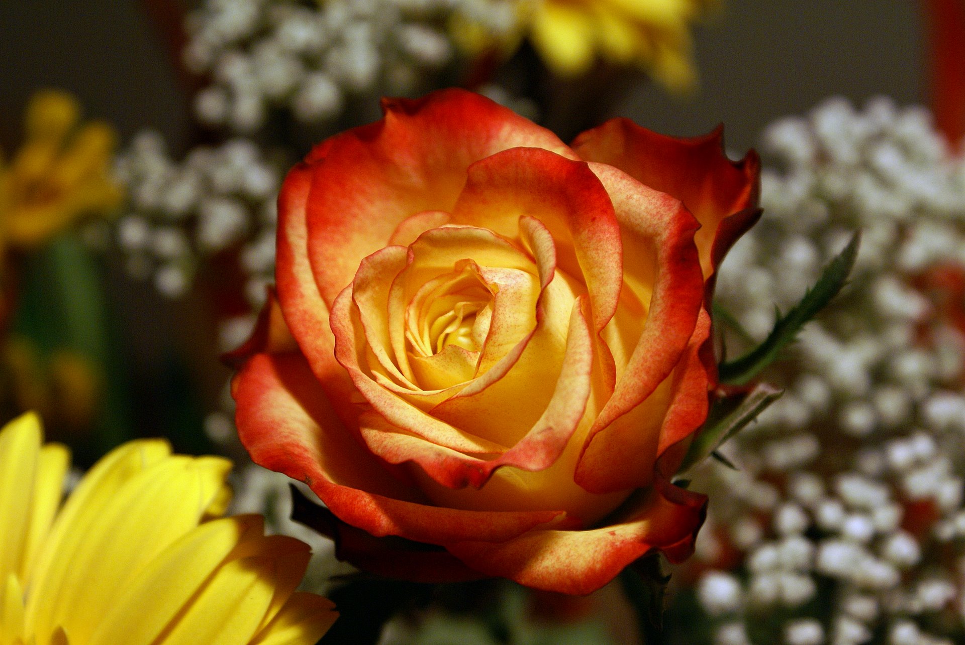 most-beautiful-yellow-red-rose.jpg