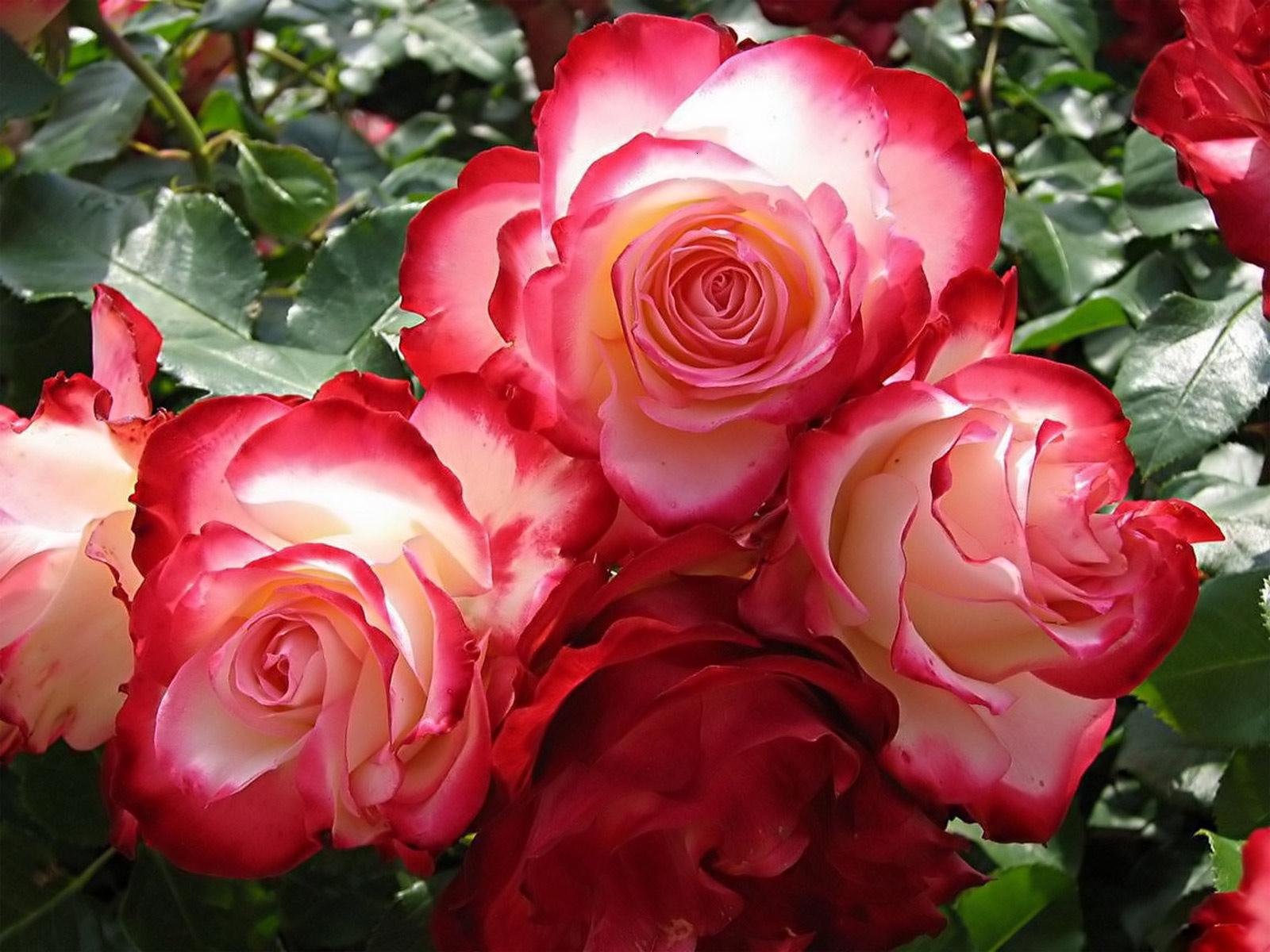 Pink_Roses_-_rose_pictures.jpg