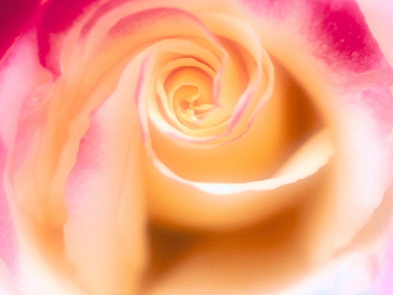 Roses80.jpg