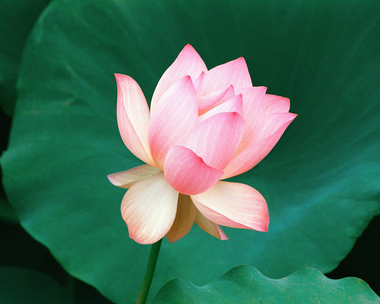 The_Lotus_Flower_Hawaii.jpg