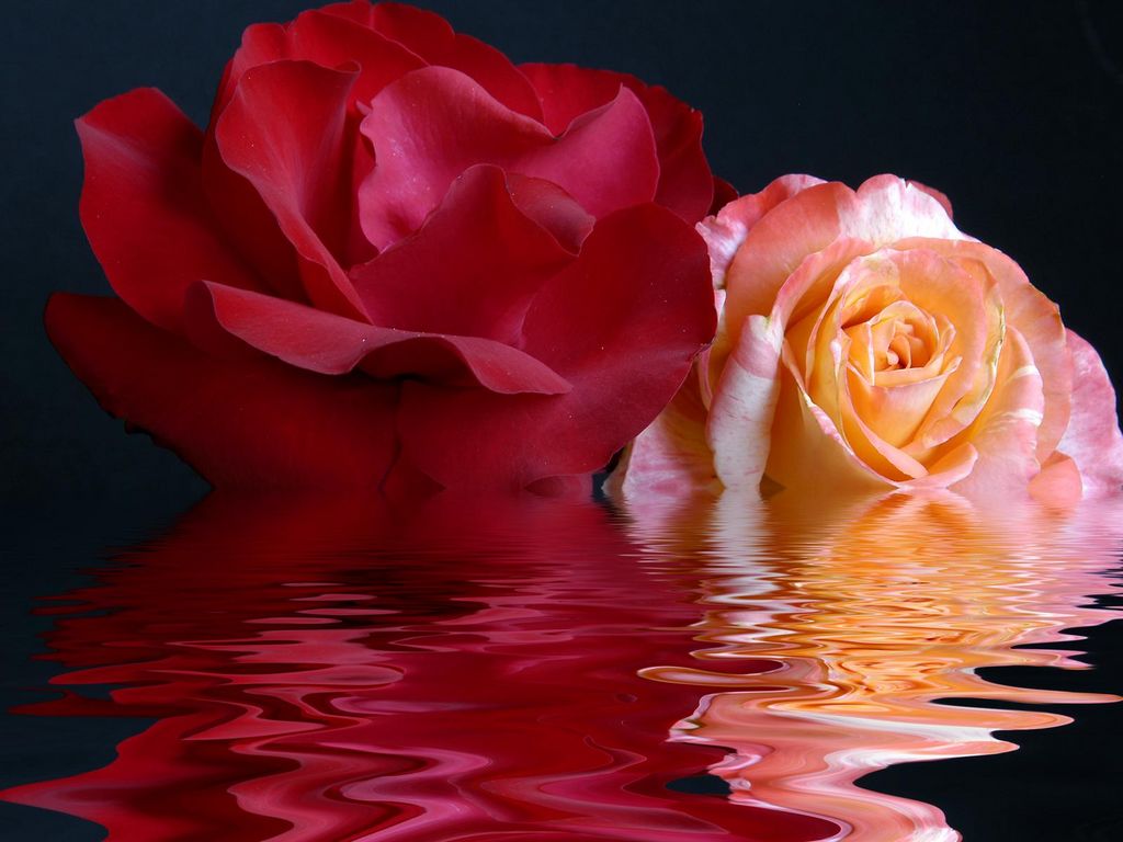 Water-and-Roses-.jpg