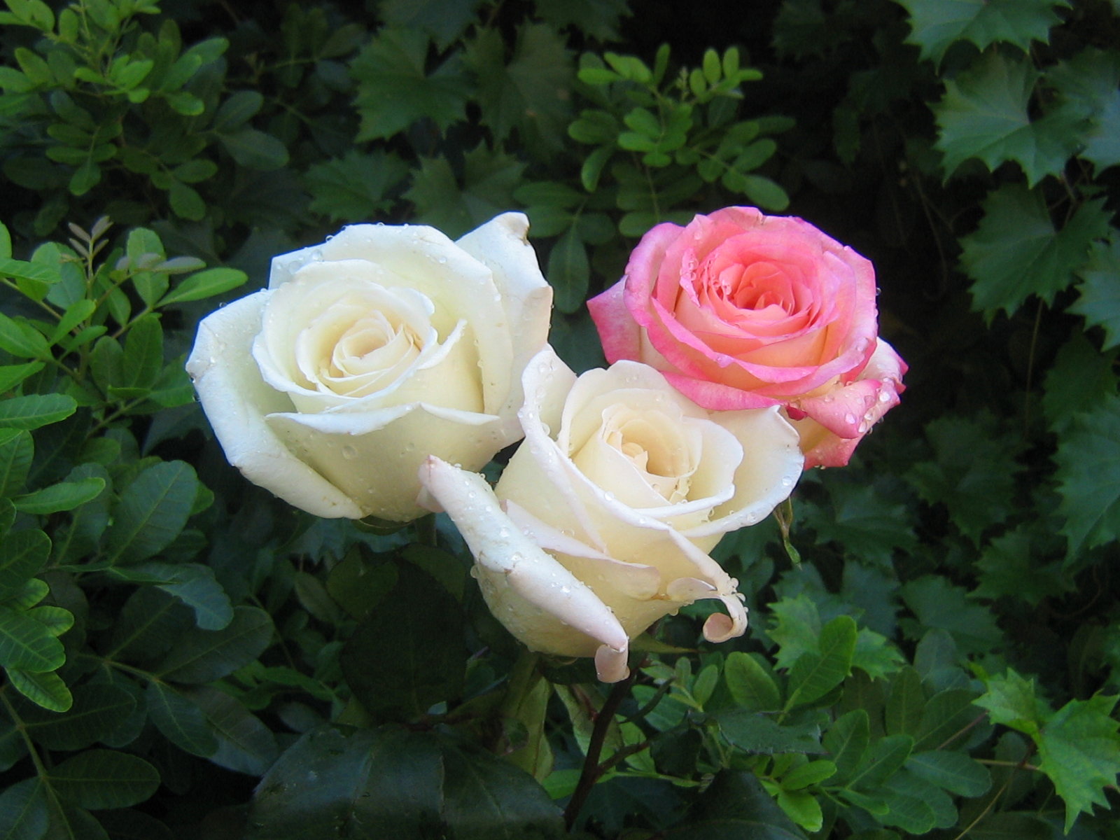 roses_bouquet_3487.jpg