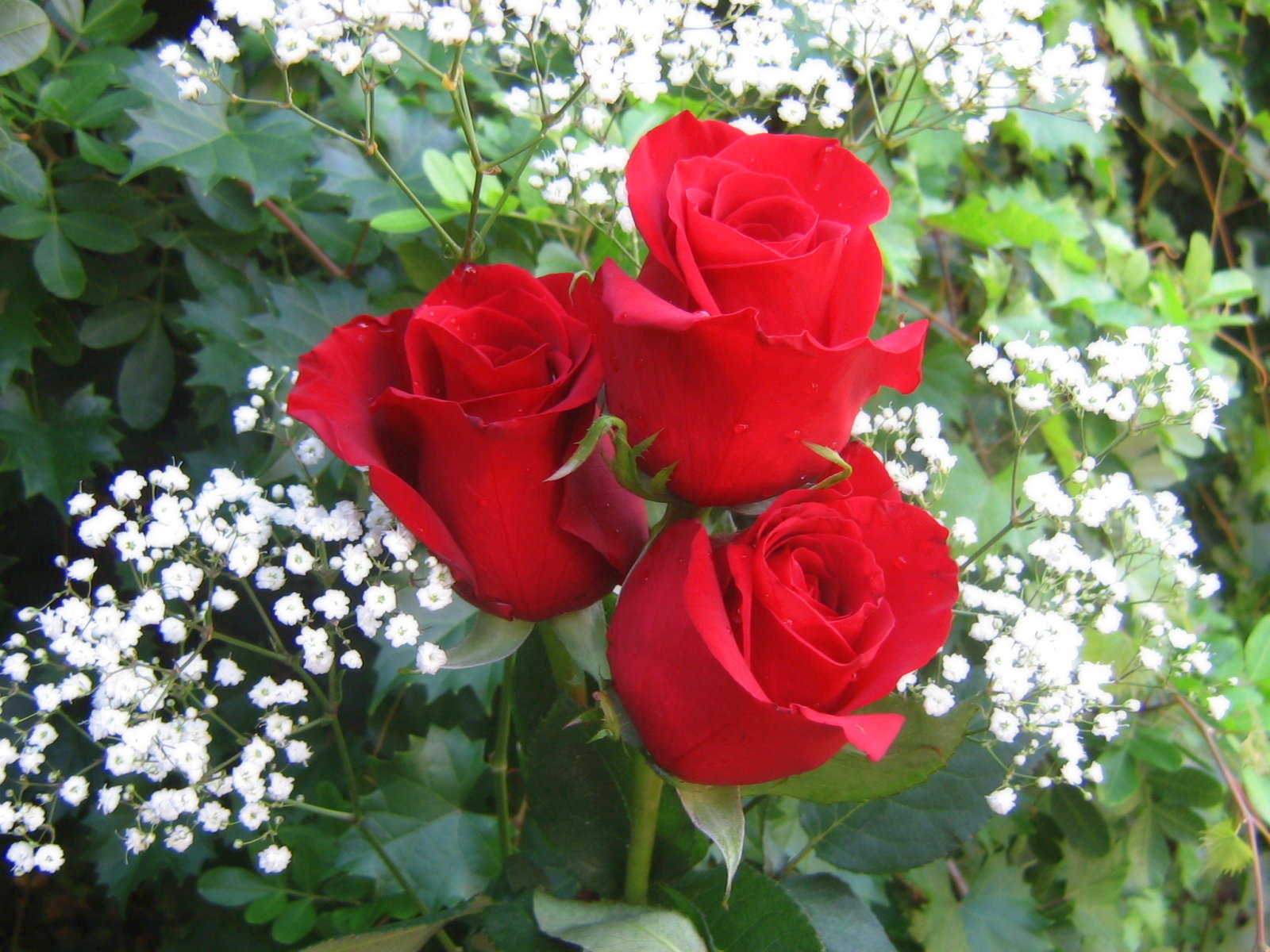 roses_bouquet_3518.jpg