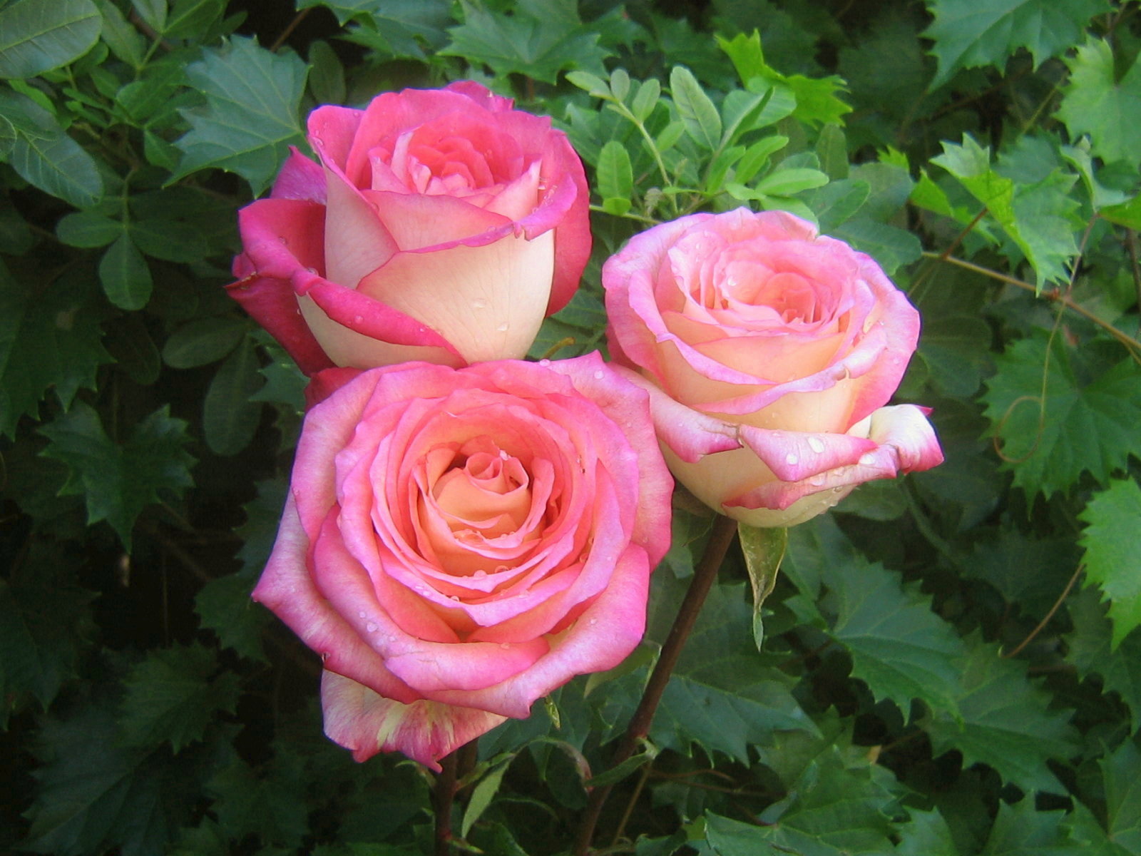 roses_bouquet_3519.jpg