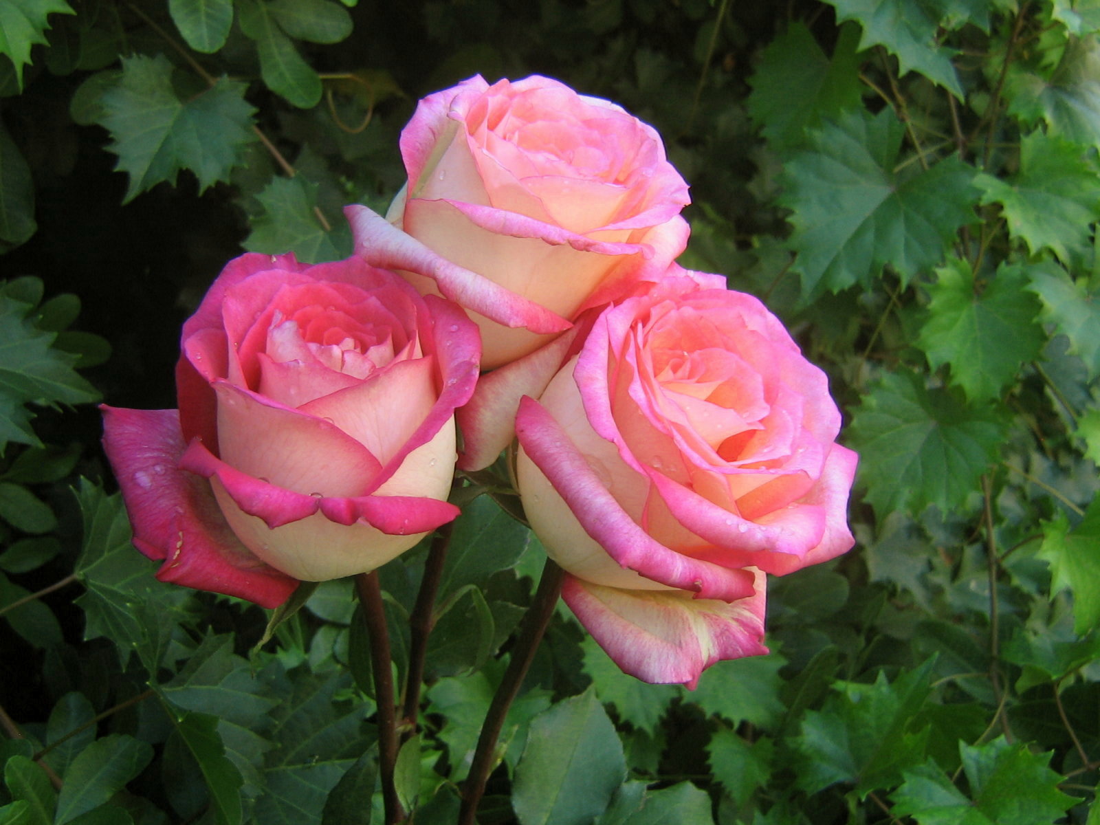 roses_bouquet_3523.jpg