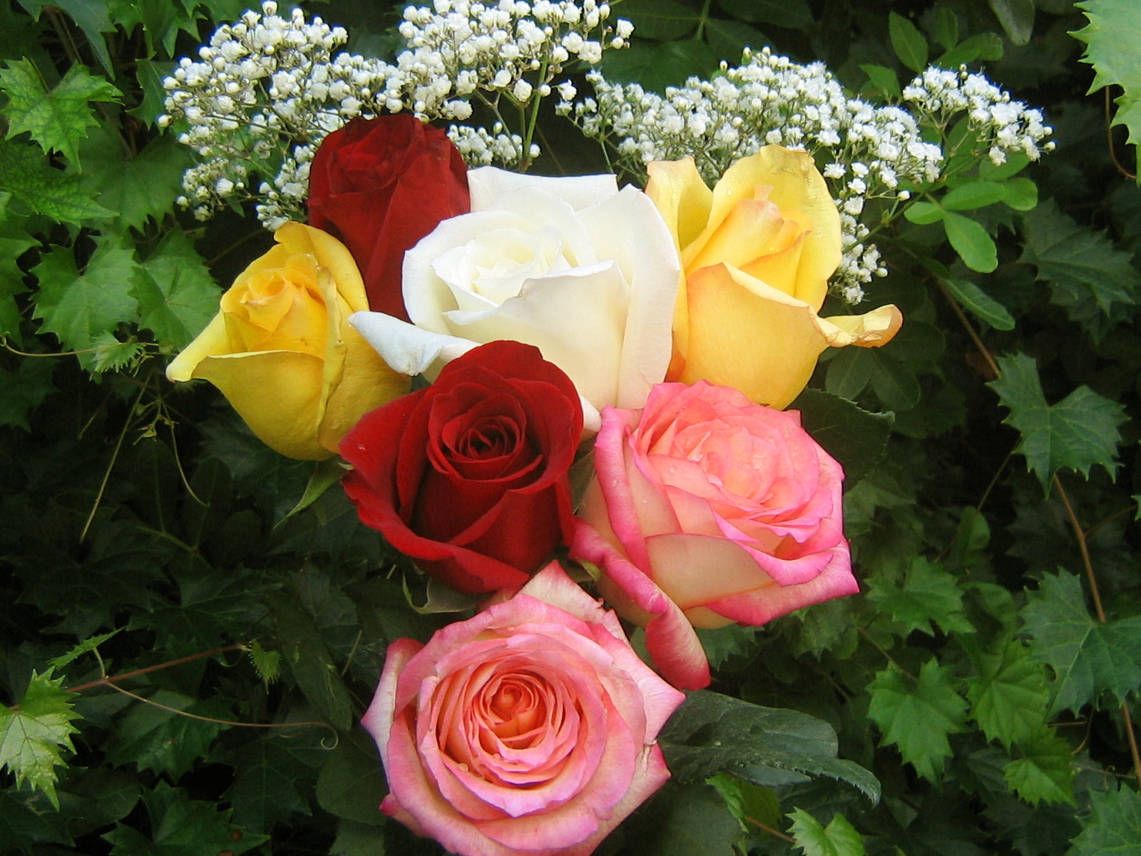 roses_bouquet_3548.jpg