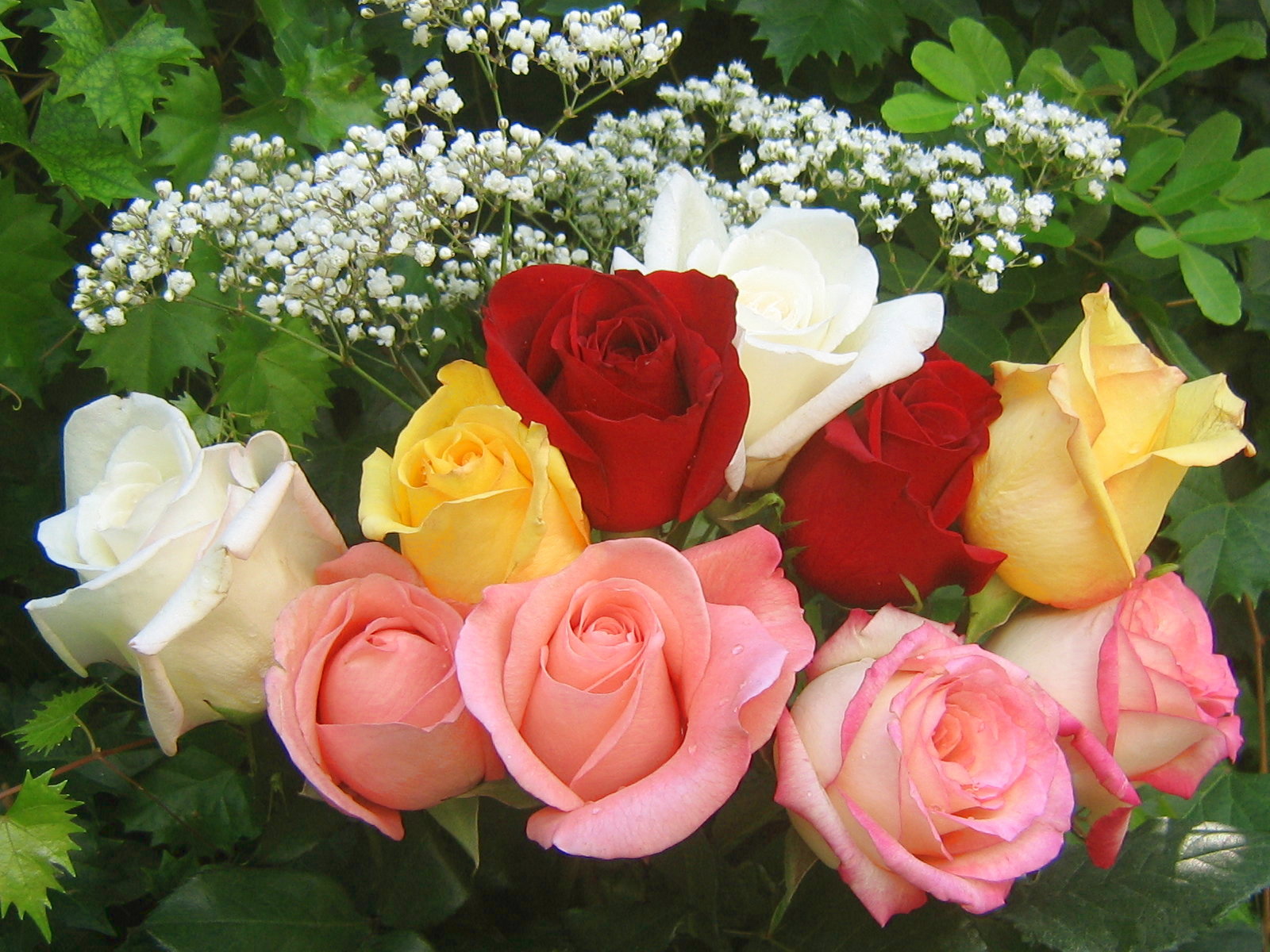 roses_bouquet_3555.jpg