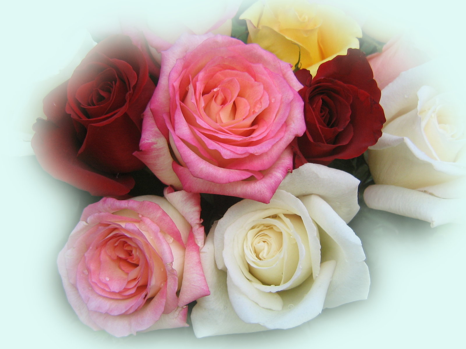 roses_bouquet_3566.jpg