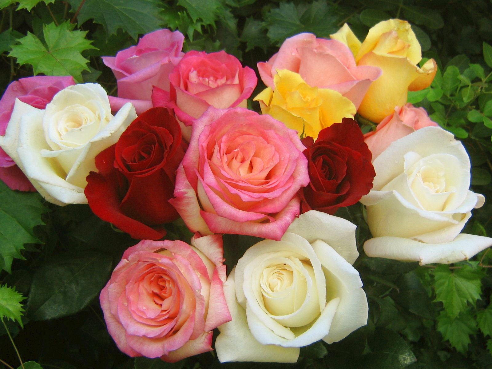 roses_bouquet_3567.jpg