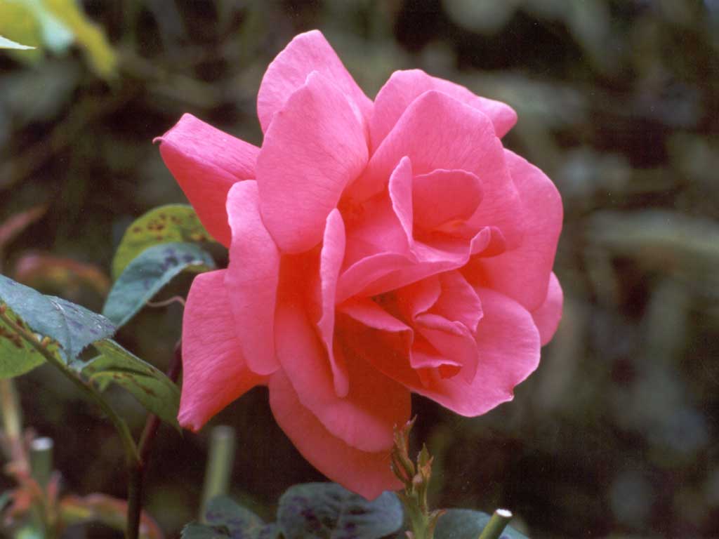 tea-rose-pink.jpg