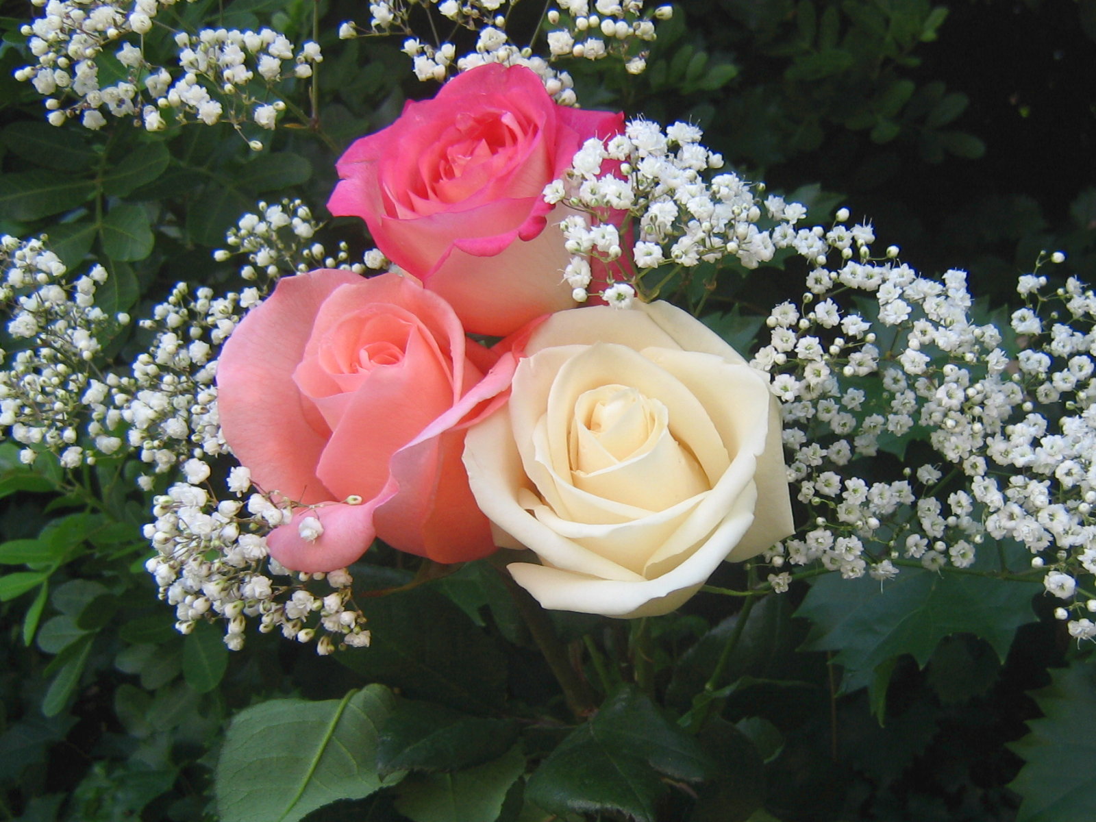 roses_bouquet_3634.jpg