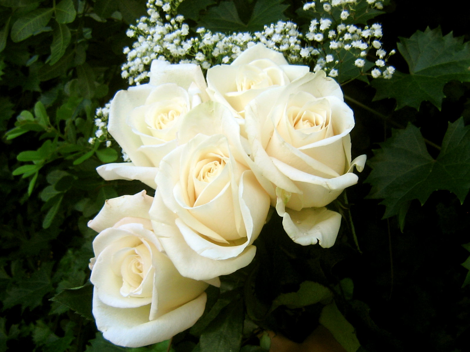 white-roses-3627.jpg