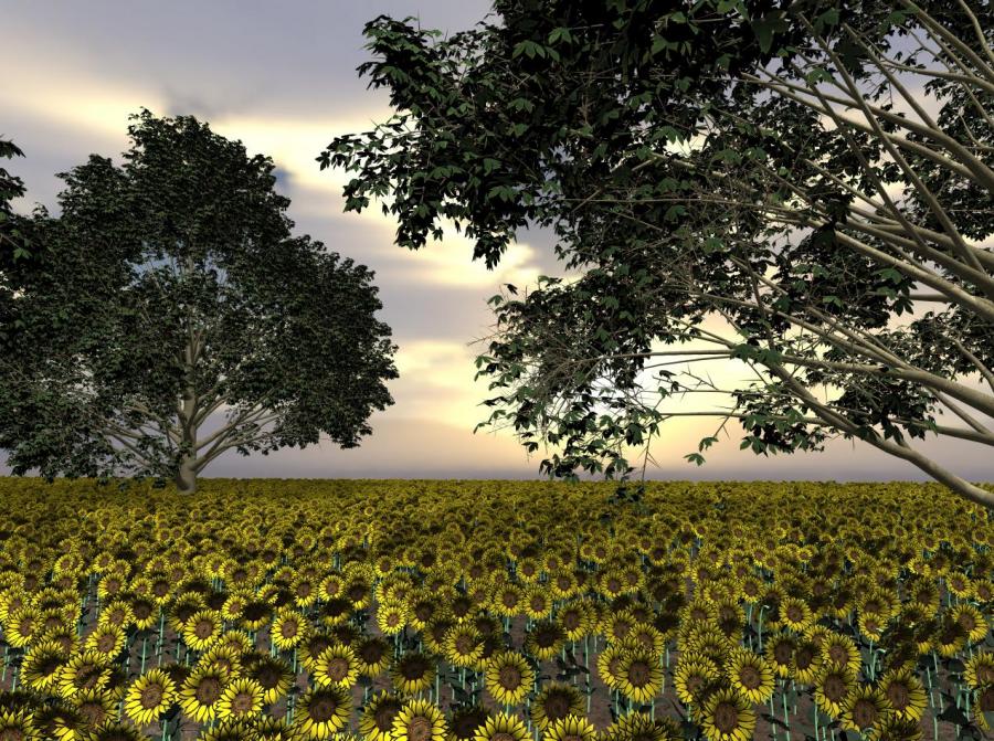 SunflowerField.jpg