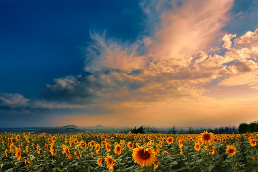 SunflowerFieldByAvesta.jpg
