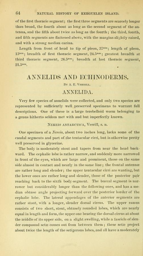 Media of type text, Verrill 1875. Description:Annelids and Echinoderms