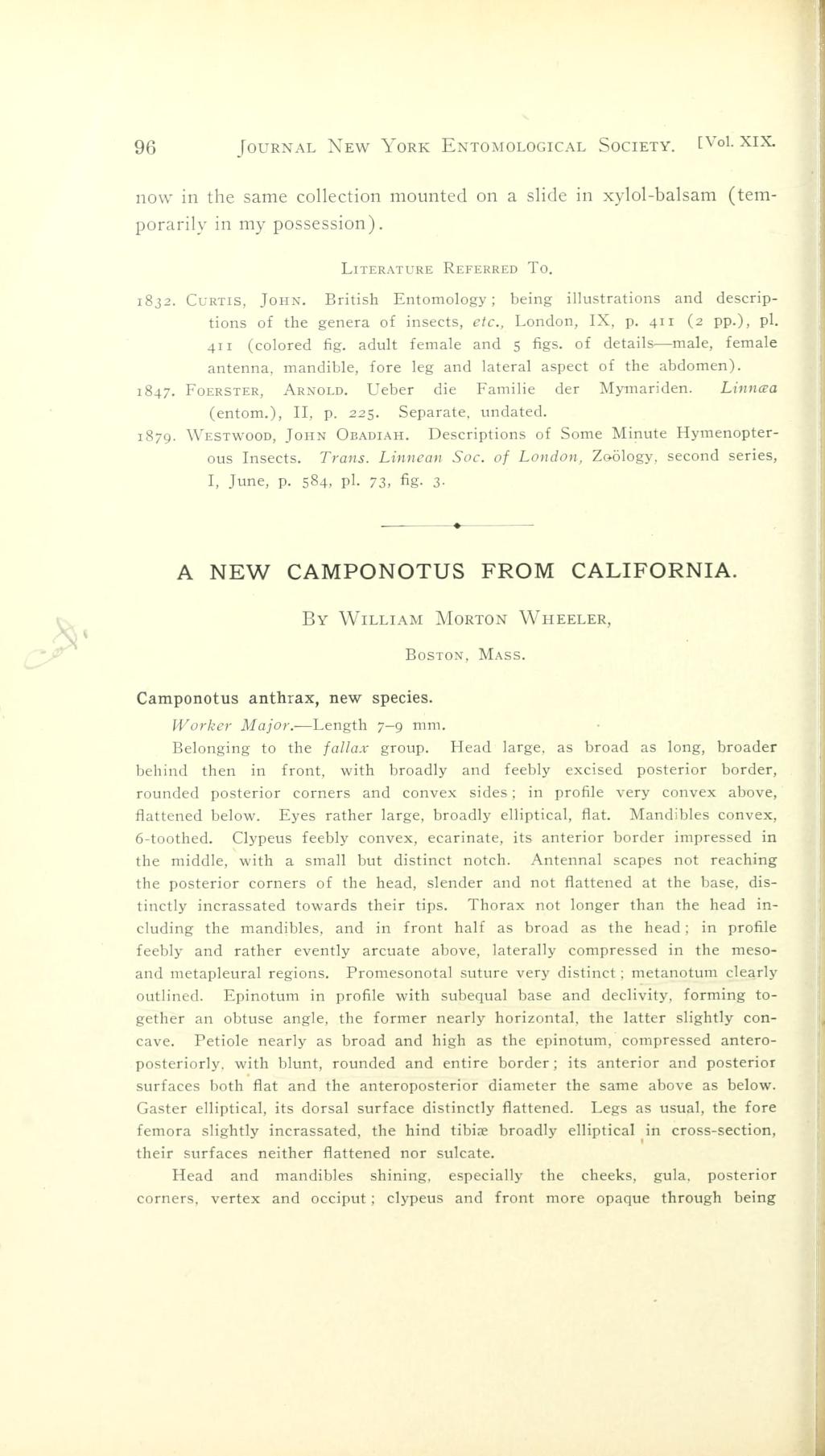 Media type: text; Wheeler 1911 Description: A new <i>Camponotus </i>from California;