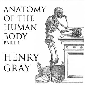 gray's anatomy 38th edition pdf 12