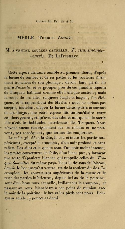 Media type: text, de Lafresnaye 1836. Description: Merle. Turdus. Linnee. M. a ventre couleur cannelle. T. cinnamomeiventris.