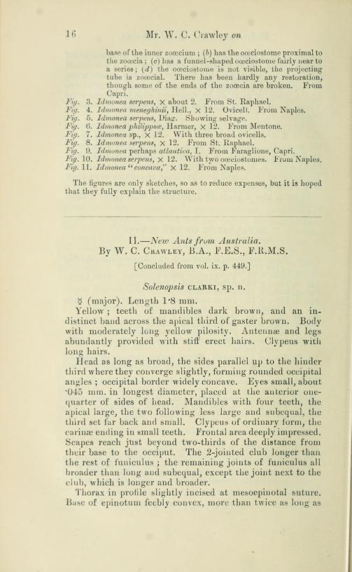 Media type: text; Crawley 1922 Description: New ants from Australia;