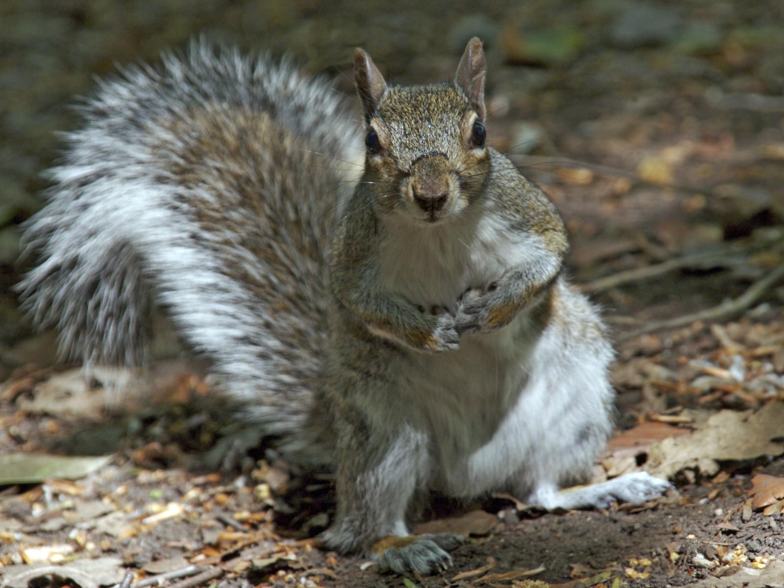 Grey-Squirrel-curious.jpg