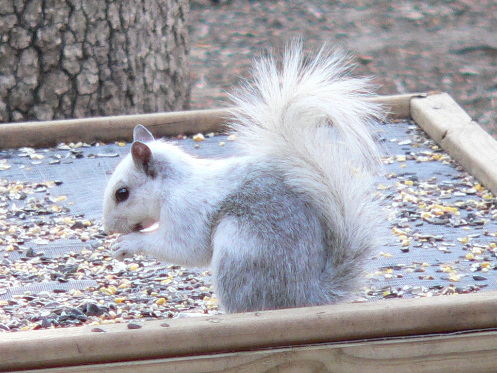 Squirrel5.jpg