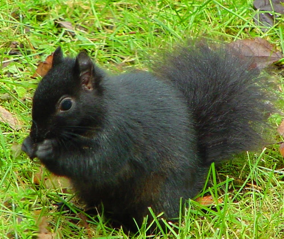 black-squirrel-0211.jpg