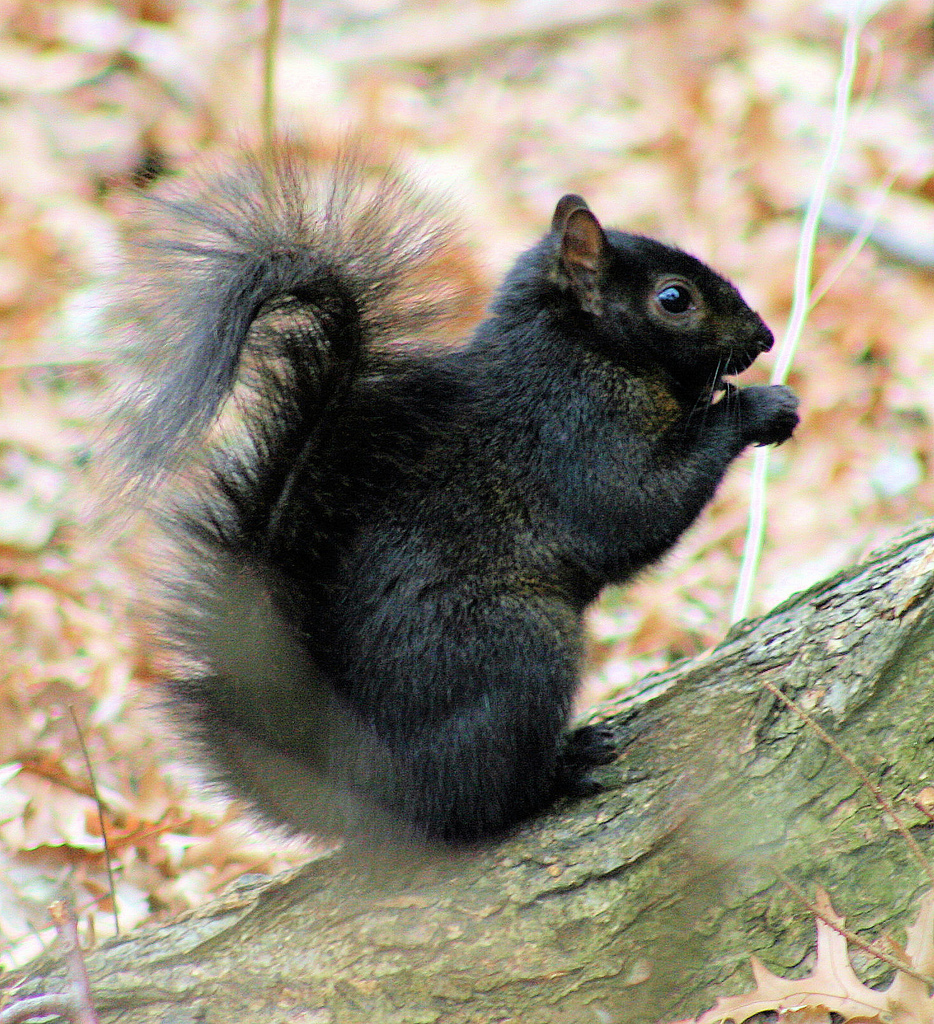 black_squirrel.jpg