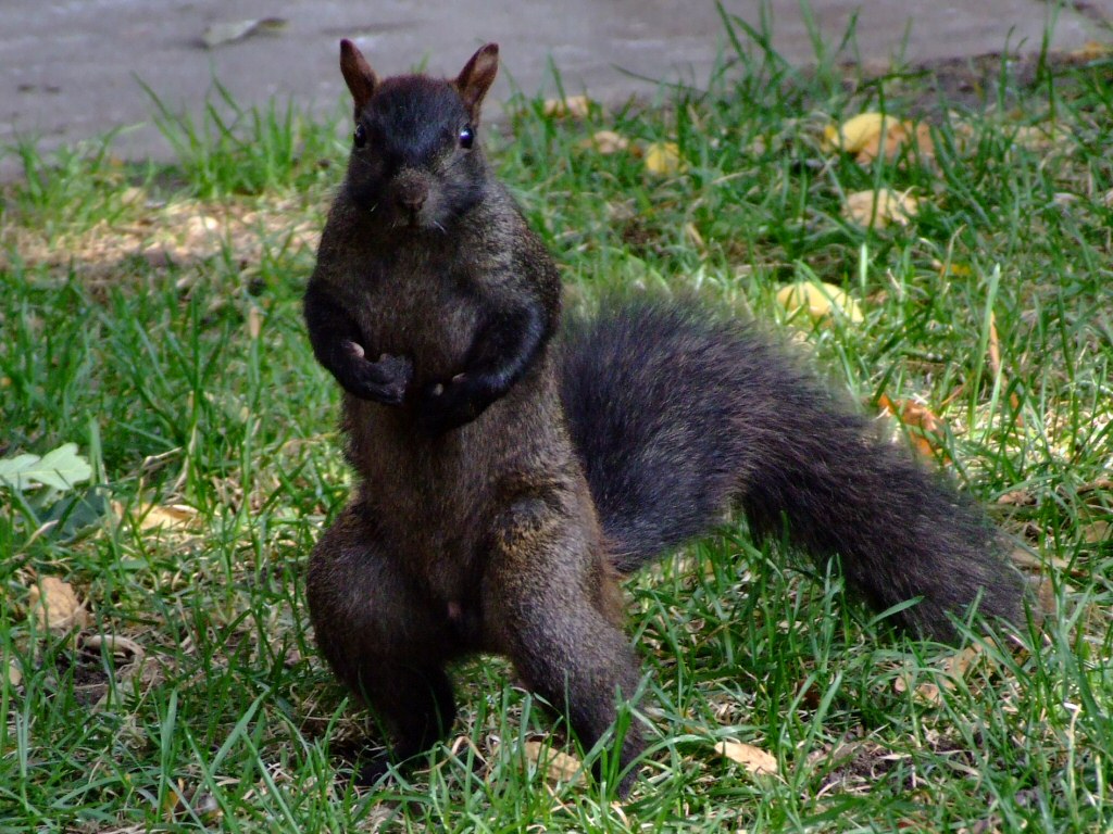 squirrel4.jpg