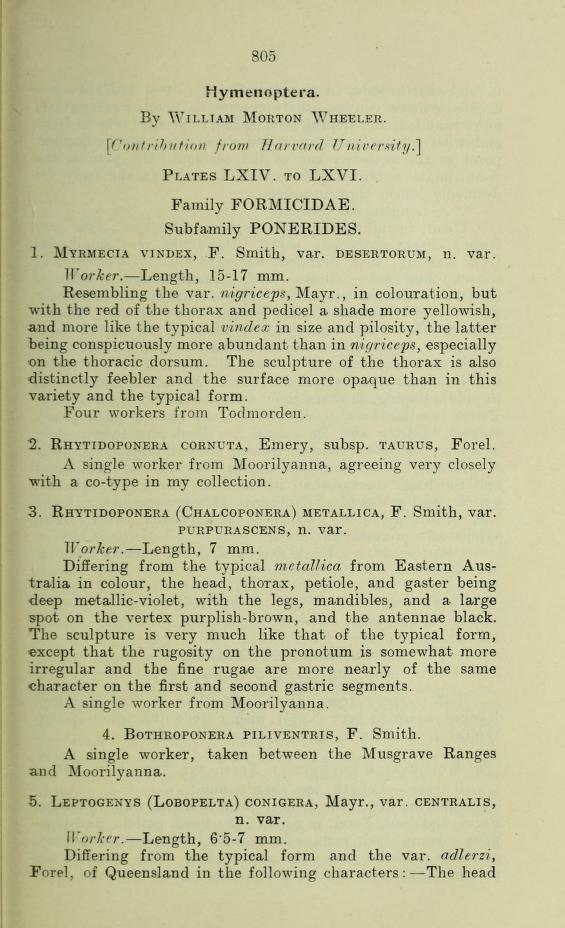 Media type: text; Wheeler 1915 Description: Hymenoptera;