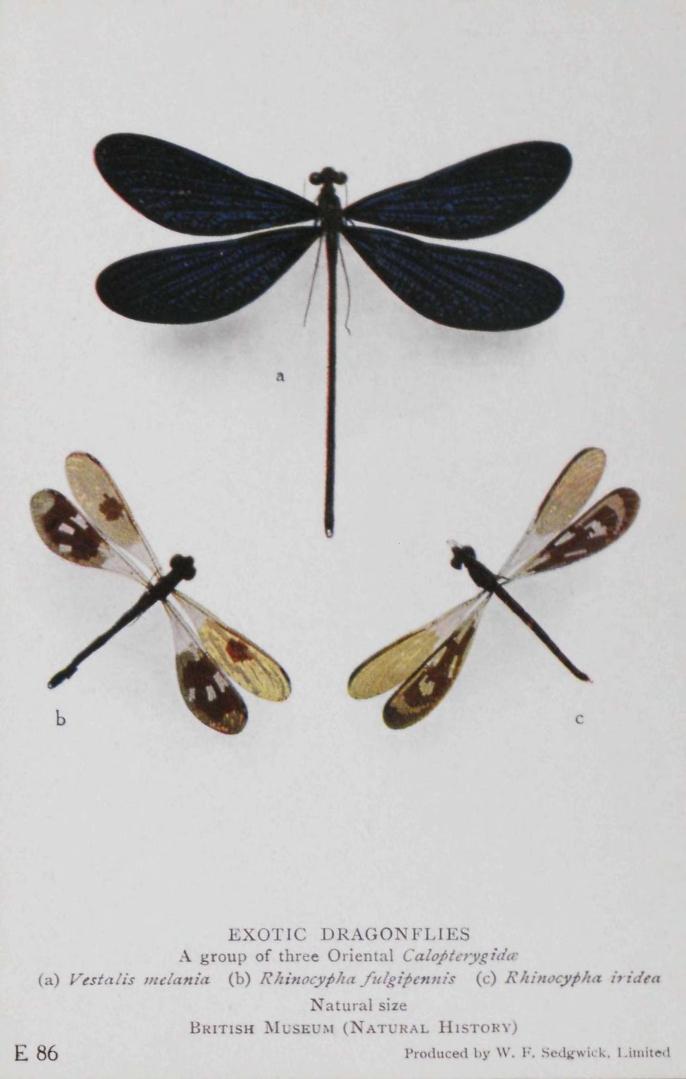 Chlorogomphus magnificus RARE! Entomologie Insecte Libellule dragonfly
