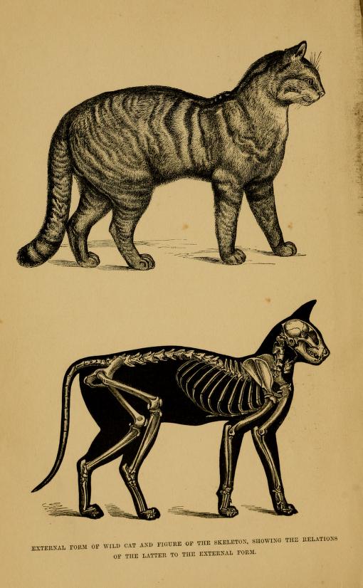 The cat; an introduction to the study of backboned animals - Biodiversity  Heritage Library