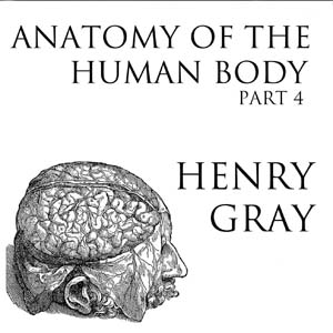 Anatomy of the Human Body, Part 4 (Gray's Anatomy)