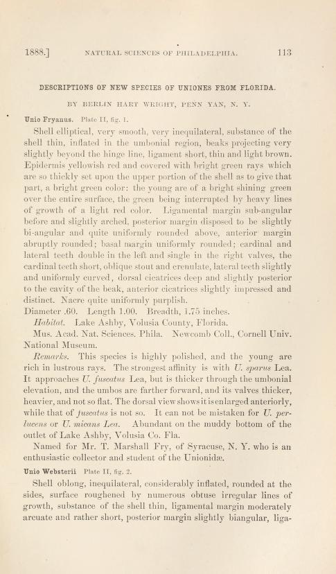 Media of type text, Wright 1888. Description:Descriptions of new species of Uniones from Florida