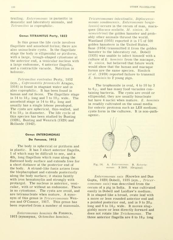 Protozoan parasites of domestic animals and of man - Biodiversity Heritage  Library